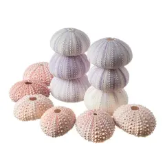 Sea Urchins 6 Pink Sea Urchin Shells 1"-2 & 6 Purple Sea Urchin Shells 2"-3" for Craft and Decor