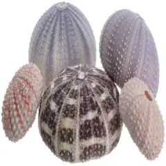 Sea Urchin Collection 5 Assorted Sea Urchins for Craft and Decor
