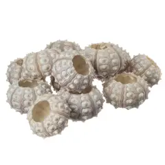Sea Urchins 12 Purple Sputnik Sea Urchin Shells 2-3" for Craft and Decor