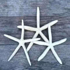 Starfish 3 Pack Large White Finger Starfish 9"-10" for Crafts and Decor