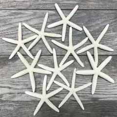 Starfish 10 Pack White Finger Starfish 4"-5"for Craft and D&eacute;cor