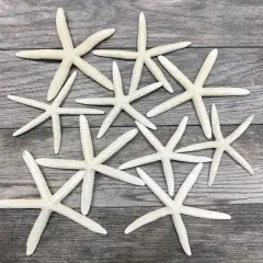 Starfish 10 Pack Large White Finger Starfish 6"-8" for Craft and D&eacute;cor