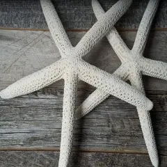 Starfish 2 Pack Large White Finger Star Fish 4"-5" for Crafts and Decor