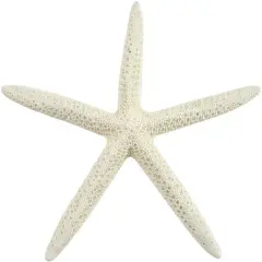 Starfish 15 Medium White Finger Starfish 4-6"for Crafts and Decor