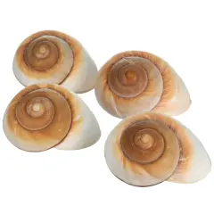 Hermit Crab Shells 3"- 4" Turbo Shells 4 Muffin Snail Shells
