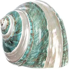 Hermit Crab Shells 3"-3.5" Turbo Shell 1 Jade Green Banded Shell