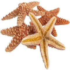 Starfish 5 Brown Sugar Starfish 4" to 5" for Crafts and Decor