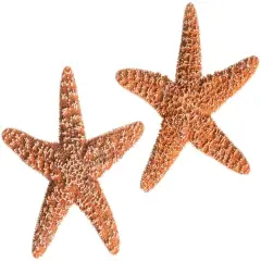 Starfish 2 Real Large Brown Sugar Starfish 6" for Crafts and Decor