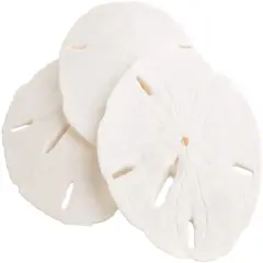 Sand Dollars Set of 3 Real Sand Dollars 3" to 3 1/2" Sand Dollar Shells