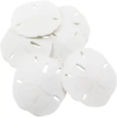 Sand Dollar Set of 6 Real Sand Dollars 2 1/2" to 3" Sand Dollar Shells