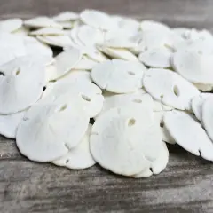Sand Dollar Set of 50 Real Sand Dollars .5" - .75" Sand Dollar Shells