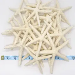 Starfish 20 Pack White Finger Starfish 4"-5"for Craft and D&eacute;cor