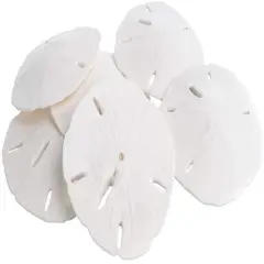 Sand Dollar Set of 6 Real Sand Dollars 3" to 3 1/2" Sand Dollar Shells