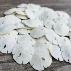 Sand Dollar Set of 100 Real Natural Sand Dollars Under 1" Small Sand Dollar Shells