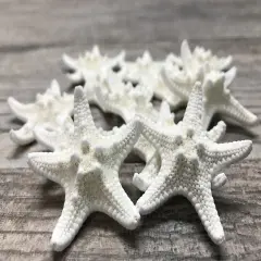 Starfish 12 Knobby White Satfish 1 1/4" to 2 1/4" for Crafts and Decor