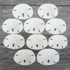 Sand Dollar Set of 10 Real Sand Dollars 3"-3 1/2" Sand Dollar Shells