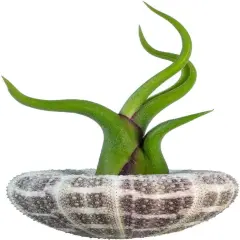 Alfonso Sea Urchins 2"-3" and Medusa Caput Tillandsia Air Plant 4"-5" Set