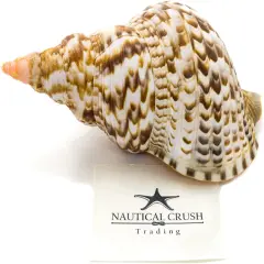Triton Shell 1 Triton Seashell Large 10"-11" for Display