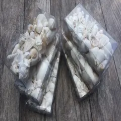 Seashell Mix 5 Pounds of Real White Decorative Seashells for Crafts and Decor
