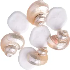 Nautical Shell Mix 25 Piece Mix of White Finger Starfish, Sea Biscuit, Aqua Blue and Clear Sea Glass, and Pearlized Turbo Shells for Crafts