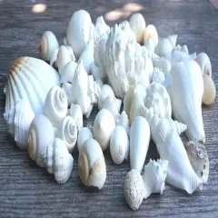 Seashell Mix 2 Pounds of White Decorative Seashell Mix for Crafts and Decor