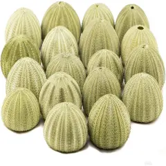 Sea Urchin 18 Green Sea Urchins 1.5-2.5" Green Sea Urchin Shells for Craft and D&eacute;cor