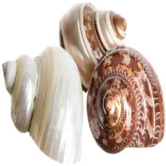 Hermit Crab ShellsTurbo Shells 1 Brown, 1 Banded, & 1 White Pearlized Shell