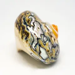 Hermit Crab Shell 2.5"-3" Turbo Shell 1 African Sarmaticus Shell