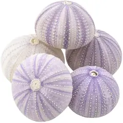 Sea Urchins 5 Purple Sea Urchin Shells 1.5"-2.5" for Crafts and Decor