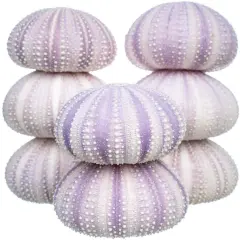 Sea Urchin 8 Purple Sea Urchin Shells 1.5"-2.5" for Craft and D&eacute;cor