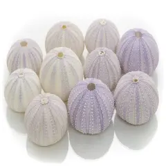 Sea Urchin 10 Purple Sea Urchin Shell 1.5"-2.5" for Craft and Decor