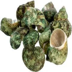 Hermit Crab Shells .75"-1.5" Turbo Shell 12 Pack Green Stenuous Shells