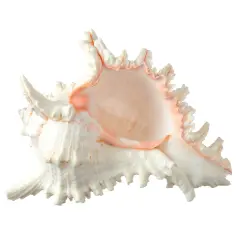 Murex Ramosus Shell Real Murex Sea Shell Large 7-9 inches Large Sea Shells for Decorating