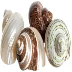 Hermit Crab Shells 2-2.5" Turbo Shells 4 Assorted Shells