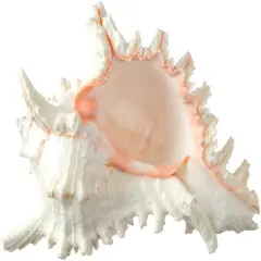 Murex Ramosus Shell 6-7 inches Real Murex Sea Shell Large Large Shell Decor Seashell Display for Table