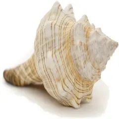 1 Striped Fox Conch Seashells 5"-6" for Display