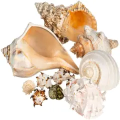 Shell Vase Filler Imperfect Seashell Mix 5"-8" Large and 2"-4" Small Shells Assortment of Imperfect Shells