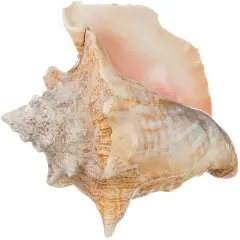 Conch Seashell 6"-8"Imperfect Conch 1 Garden Quality Conch Shell