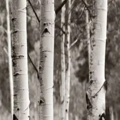 AspensIV Poster Print by Debra Van Swearingen - Item # VARPDX23508