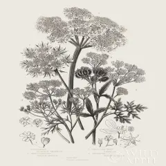 Flowering Plants VI Neutral Poster Print by Wild Apple Portfolio Wild Apple Portfolio # 54694