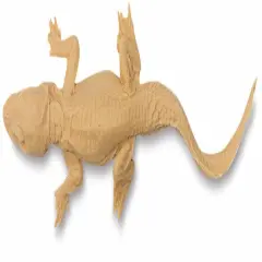 Gyotaku Fish Printing Replica - Alligator