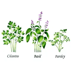Large Standing Herbs: Cilantro, Basil, Parsley Wall Stencil | 3718 by Designer Stencils | Word & Phrase Stencils | Reusable Art Craft Stencils for Painting on Walls, Canvas, Wood | Reusable Plastic Paint Stencil for Home Makeover | Easy to Use & Clean Art Stencil