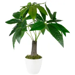 Northlight Artificial Money Tree Plant in Textured Lined Pot - 18.5" Green