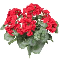 12-Pack: Red Geranium Bush - 7 Silk Flowers & Lush Leaves, Indoor/Outdoor Decor, DIY Crafts, Home & Event Arrangements - Spring & Summer Blooms, Floral Home by Artificial Flowers