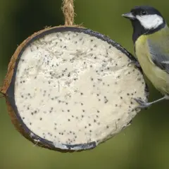 Suet - Coconut Shell
