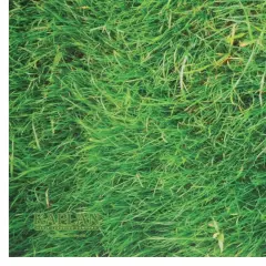 Kaplan Early Learning Company STEM Play Mat - Grass