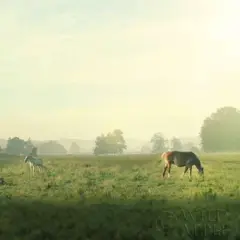 Farm Morning I Square Poster Print by Sue Schlabach - Item # VARPDX27056