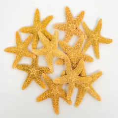 Sugar Starfish 10 Brown Sugar Starfish 1 1/2"-2"