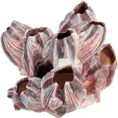 Real Purple Barnacle Cluster 3 to 5 inches Aquarium Ornament Piece for Decoration Natural Barnacle Cluster for Craft and D&eacute;cor