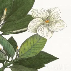 Botanique Bleu IiiOn White No Words Poster Print by Wild Apple Portfolio - Item # VARPDX25346